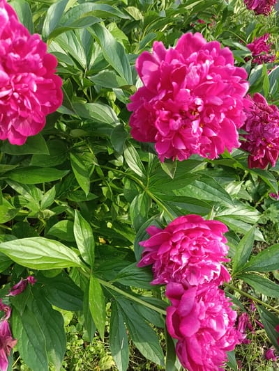 The image shows a close-up view of several vibrant pink peonies with lush green foliage. The peonies are in full bloom, their petals ruffled and layered. The leaves are a deep green, some catching the sunlight, creating a contrast with the darker shadows. The background is a blur of more greenery and hints of the ground. The scene appears to be an outdoor garden or natural setting. The provided information states the location is Brodokalmak, Russia, implying this is a photograph taken there. There are no people or animals visible in the image.