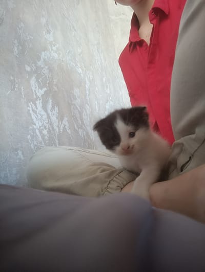 The image captures a close-up view of a young, black and white kitten nestled amongst clothing. The kitten is white with black markings on its head and appears to be looking towards the camera with its mouth slightly open. It is resting on what appears to be a pair of beige pants, possibly khakis, with visible stitching and a drawstring. Behind the kitten and to the left is a person wearing a bright red collared shirt, partially visible, with their arm and shoulder area also present. To the far left and background, a textured wall with a light, possibly off-white color and a marbled or distressed pattern is visible. The foreground is dominated by a blurred area of what could be a dark gray blanket or fabric. The overall lighting suggests an indoor setting during the daytime. The image does not contain any discernible elements that would place it in Hlobyne, Ukraine.