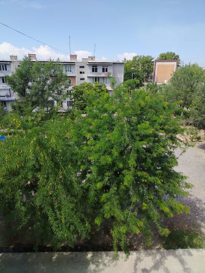 This is a full, eye-level, outdoor, daylight, vertical shot of a residential area in Bekabad, Uzbekistan. In the foreground, a large, leafy green tree with long, drooping branches dominates the frame. The tree has small, bright green, feathery leaves and visible long, narrow seed pods. The ground beneath the tree is a mixture of light-colored concrete and gravel. Behind the tree, a multi-story, light-colored apartment building with visible windows and balconies can be seen. Several other trees and buildings are present in the background, and the sky is a clear blue with a few scattered white clouds. The overall scene depicts a typical urban residential setting during the day.