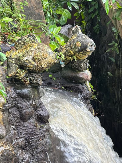 This media file depicts an outdoor scene featuring two weathered, decorative fish sculptures partially submerged in water. The sculptures, appearing to be made of concrete or a similar material, are adorned with peeling yellow and black paint, with moss and grass growing on and around them, suggesting they have been exposed to the elements for some time. The fish have prominent, circular eyes with orange irises.

The sculptures are situated near a small waterfall or rapid stream where water is flowing rapidly, creating a blurry, white streak in the upper right portion of the image. The surrounding environment is lush and green, with dense foliage and vines creeping along the stonework. The ground appears wet, and there are fallen leaves and debris scattered around. The lighting suggests it could be daytime, possibly overcast given the diffused light and lack of harsh shadows.

The overall impression is one of nature reclaiming man-made elements. The setting, with its abundance of plant life and the presence of running water, indicates a humid, possibly tropical environment. Given the provided location context of Klungkung, Indonesia, it's plausible this scene is in a garden, park, or natural water feature within that region. There is no visible text in the image.