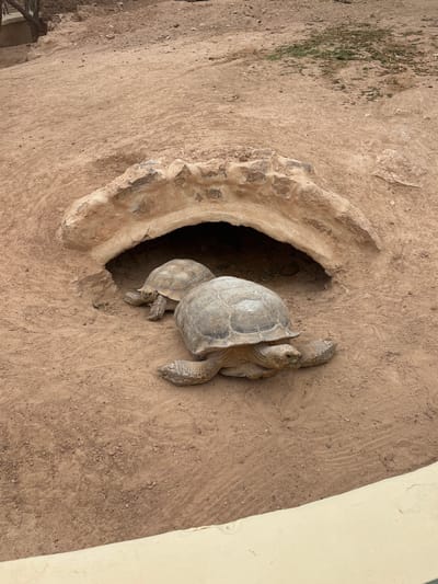 In Tezdaine, Tunisia, two tortoises are positioned on sandy ground near the entrance of a naturalistic burrow. The larger tortoise, in the foreground, is facing towards the right, with its head extended. Behind it and slightly to the left, a second, smaller tortoise is visible, facing towards the left and appearing to be entering the burrow. The environment consists of dry, sandy soil with scattered small rocks and some sparse green vegetation on the ground behind the burrow. A curved, rocky overhang forms the entrance to the burrow. A light-colored barrier is present in the lower right portion of the image, suggesting an enclosure or viewing area.