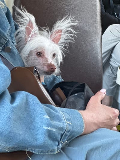 A white, fluffy dog with large, pink ears is held by a person wearing a denim jacket. The dog has dark eyes and a pink nose. The background appears to be the interior of a vehicle, possibly a bus or train, with a brown leather seat. Another person, wearing grey sweatpants, is visible in the background. The scene is indoors.