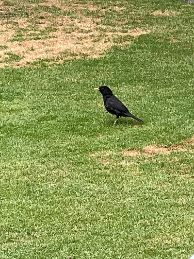 A blackbird is foraging on a lawn of green grass, a partially yellowed area adjacent to the green section. This image was likely taken in Las Palmas, Spain. The specific location within the city and time of day are not discernible from the image. There are no people visible.