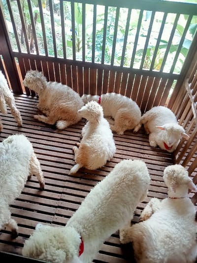 Eight white-fleeced sheep are depicted within a wooden slatted animal enclosure in Kuwukan, Indonesia. Six of the sheep are lying on the slatted wooden floor, with their wool appearing matted or damp. One sheep is partially visible standing on the left. Three sheep are equipped with red identification tags or collars around their necks. The enclosure's slatted walls provide a view of dense green tropical foliage in the background. The scene is illuminated by natural light.