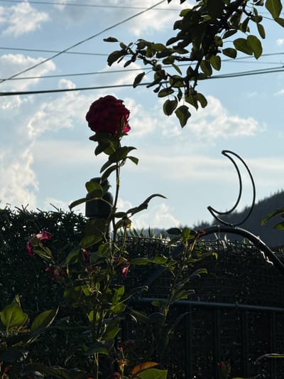 The image shows a close-up of a red rose, partially unfurled, against a backdrop of a bright blue sky with scattered white clouds. The rose is on a branch with green leaves, and the branch extends towards the viewer from the right side of the frame. There is a dark, metal decorative element, shaped like a crescent, behind the rose and to the right. Further to the right, a dark, dense hedge or fence is visible, along with more rose branches and some wilting flowers. On the left side of the frame, another branch with green leaves is silhouetted against the sky. Several thin, dark lines, possibly wires, run diagonally across the sky in the left portion of the image. The lighting suggests it is daytime, likely late morning or afternoon, with the sun casting shadows and highlighting the textures of the leaves and petals. The overall mood is serene, with the vibrant red rose standing out against the soft blues and whites of the sky. There is no visible text.