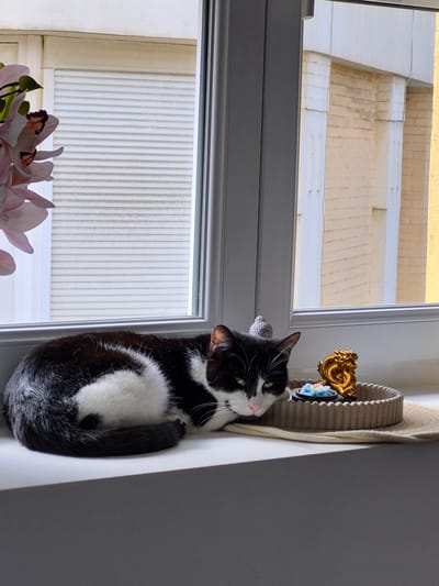 This image, rotated 90 degrees counter-clockwise, captures a tranquil indoor scene featuring a black and white tuxedo cat. The cat, with striking green eyes and prominent white whiskers, is curled up and resting on its side within a light-colored, possibly woven, pet bed. Its black fur covers most of its body, contrasting with the white markings on its face, chest, front paws, and a fluffy patch on its belly.

The cat is positioned next to a window with a grey frame, looking outwards. Bright daylight streams through the window, illuminating an exterior building or wall composed of light-colored, textured bricks or tiles, which appear slightly yellowish. Through the lower part of the window, white vertical blinds or shutters are visible, suggesting an indoor setting.

Near the cat's head, resting on the edge of its bed, are small decorative items: a golden, ornate figurine (possibly resembling a mythical creature or deity) and a smaller blue and white floral ornament. In the bottom left corner of the foreground, partially visible, are light pink artificial orchid flowers. The overall impression is one of peace and quiet during the daytime, in Villerupt, France. There is no visible text in the image.