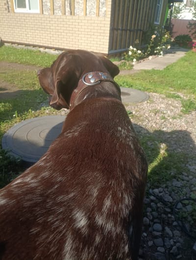 The image shows the back of a dark brown dog with some white markings on its fur, wearing a leather collar with silver studs. The dog is outdoors in a yard with a gravel path and green grass. In the background, there is a brick building with a white-framed window and a wooden structure with vertical planks. A concrete slab with circular grooves is partially visible on the ground. White roses and other greenery are growing near the buildings. The scene appears to be set in a residential area during the daytime, with bright sunlight casting shadows on the ground, indicating fair weather. The image is a close-up of the dog, focusing on its back and head, suggesting a candid shot taken from behind the animal. There is no visible text in the image.