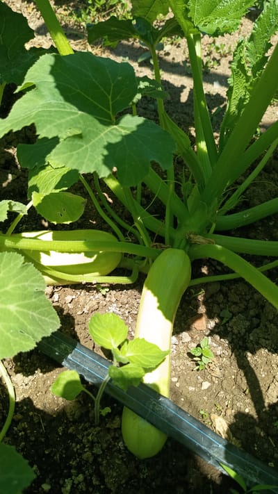 This is a close-up, eye-level, outdoor shot of a zucchini plant growing in the soil. The plant is lush and green, with large leaves and thick stems. Two light green zucchini are visible, one lying horizontally on the ground and another growing vertically from the stem. The ground is dark soil with small pebbles and some scattered green weeds. A black irrigation hose with blue stripes runs diagonally across the lower portion of the image. The scene is illuminated by bright sunlight, casting shadows across the leaves and ground. The setting is likely a garden in Stefan Karadzhovo, Bulgaria, given the context.