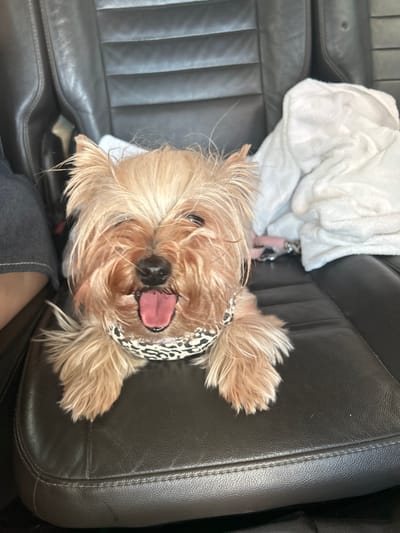 A Yorkshire Terrier dog sits on a black leather car seat, its tongue hanging out. The dog is wearing a black and white patterned collar. To the right of the dog is a white fluffy blanket. The background shows the interior of a vehicle. The scene is indoors.