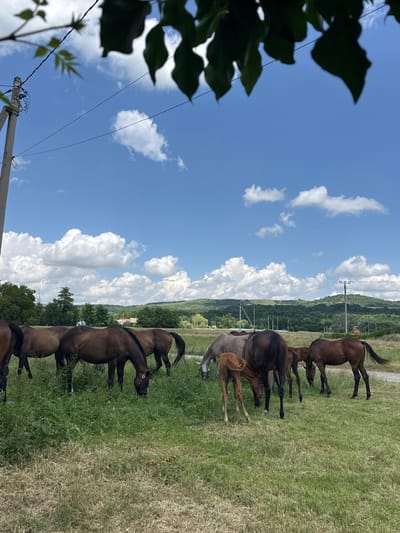 The image shows a group of horses in a grassy field under a bright blue sky with fluffy white clouds. The horses are of various colors, including brown and gray. Some of the horses appear to be young foals. They are standing and grazing in the field. In the background, there are rolling hills covered in trees, suggesting a rural or semi-rural setting. There are also power lines and utility poles visible, indicating the presence of infrastructure. The time of day appears to be daytime, likely late morning or afternoon, given the bright sunlight. The weather seems to be pleasant, with a clear sky and sunshine. The overall impression is one of a peaceful pastoral scene. The location context provided is Zassovskaya, Russia.