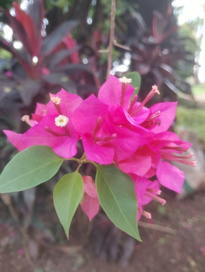 A close-up, shallow depth of field, eye-level, vertical outdoor shot features a cluster of vibrant pink bougainvillea flowers in bloom, located in Iju, Nigeria. The bougainvillea flowers are the central subject, with their bright pink bracts dominating the foreground and midground. The flowers have delicate white pistils and stamens, adding subtle detail. Two light green leaves are prominently positioned, framing the flowers from the lower left and center. In the background, out of focus, are dark red and deep purple foliage, likely from other plants, as well as hints of green grass and possibly a brown, earthy ground surface, suggesting a garden or park setting. The lighting is bright, creating soft highlights on the petals and leaves, and contributing to the bokeh effect in the background. The overall scene is one of natural beauty and floral abundance.