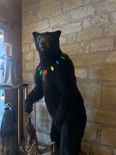 A taxidermied black bear is mounted against a roughly textured, light-colored stone wall. The bear is adorned with a string of colorful Christmas lights around its neck. Below the bear, there's a wooden structure, potentially part of the mounting. A light is barely visible through the lower corner.