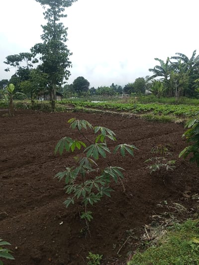 The image depicts an agricultural field in Abbireddygudem, India, under an overcast sky. The foreground features dark brown, recently tilled soil. A small cassava plant with green palmate leaves stands prominently in the mid-right foreground. To the right of this plant, smaller green vegetation and debris are visible on the ground. In the midground, beyond the tilled soil, another section of cultivated land shows rows of smaller green plants. A body of water, possibly a pond or flooded area, is visible further back in the midground. The background is characterized by dense green foliage, including tall trees and banana plants on both the left and right sides. Small, simple structures, likely houses or outbuildings, are partially visible among the trees in the central background. No individuals or active processes are observed.