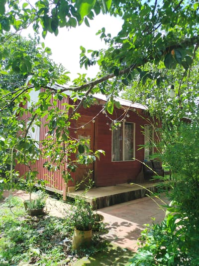 The image depicts a small, red wooden cabin surrounded by lush greenery in Trường An, Vietnam. The cabin has a white roof and is partially obscured by branches and leaves from surrounding trees. There are two windows on the side of the cabin, one with curtains. A wooden door is visible on the front of the cabin. A small porch area in front of the cabin is paved with terracotta tiles. Potted plants are scattered around the area, and bamboo grows to the right of the cabin. String lights with visible bulbs are draped across the trees and over the cabin. The ground is covered with grass, fallen leaves, and some scattered debris. The scene appears to be a rustic, possibly secluded, dwelling in a natural setting.