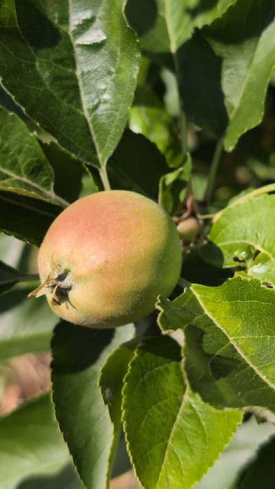 A young, green apple, tinged with pink on one side, is pictured hanging from a branch amidst lush green leaves. The apple is roughly spherical and appears to be covered in fine hairs. The leaves are broad, with serrated edges and prominent veins. The background is a blur of green and brown, suggesting foliage and the ground below. The image captures a close-up view of the developing fruit on a tree, likely in an orchard or garden setting. This scene could be located in Kostiantynivka, Ukraine, where apple trees are commonly cultivated.