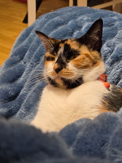A calico cat with a red collar rests on a blue, fluffy surface. The cat's head is positioned towards the left side of the frame, its eyes partially closed. Its fur is a mix of black, white, and orange. The background includes a wooden floor and a white structure. The location is not discernible from the image.