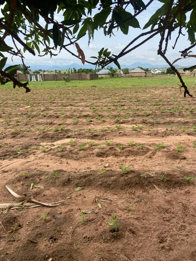 The image captures an agricultural field in Tavo, Nigeria, with rows of young plants emerging from the reddish-brown soil. The foreground is dominated by the textured earth, with scattered dry leaves and a few small green shoots. In the mid-ground, the neatly arranged rows of seedlings extend across the field. A yellow object, possibly a piece of plastic debris, is visible amongst the plants. Beyond the field, a fence made of concrete blocks encloses a grassy area. Further in the background, a cluster of traditional round and rectangular dwellings with thatched or corrugated iron roofs are spread across the landscape. In the far distance, rolling hills and mountains are silhouetted against a cloudy sky. The scene is framed by the branches of a tree in the foreground, with green leaves and some dry, brown foliage hanging down. The overall impression is one of rural life and agriculture in a Nigerian setting.