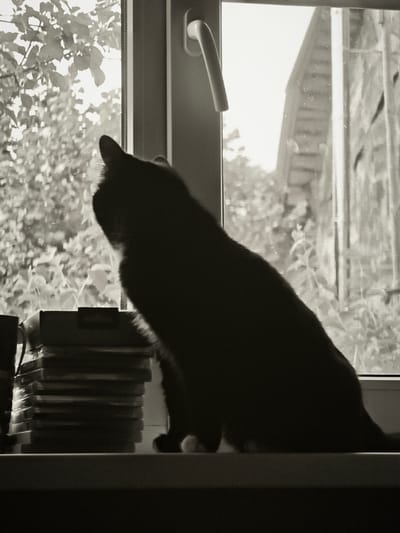 A black cat is silhouetted against a window, looking upwards. The cat is sitting on a windowsill, next to a stack of what appear to be video game cases. Outside the window, trees and the side of a building are visible through a screen. The scene is in sepia tones. The image was captured in the city of Kovrigino, Russia.