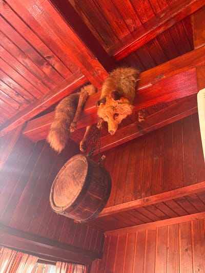 The image depicts an indoor scene in Mala tsarkva, Bulgaria, characterized by a predominantly reddish-brown wooden interior. A taxidermied red fox is mounted on its back, draped over a thick horizontal wooden beam positioned in the upper portion of the frame. Its head and front paws hang downwards, appearing to support a circular wooden barrel or bucket suspended by black metal chains. The barrel is oriented horizontally with its circular end facing the viewer. The ceiling and walls consist of stained wooden planks and beams, exhibiting a rich reddish hue. Strong natural light, originating from the left, causes a lens flare in the upper left quadrant. A patterned curtain, displaying red, white, and dark geometric designs, covers a window partially visible in the lower-left corner. A vertical, white rectangular object, possibly an HVAC unit or electrical fixture, is mounted on the wooden wall on the right side of the image. No human presence is observed.