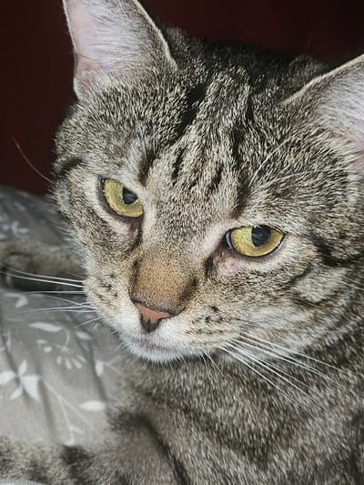 This is a close-up, low-angle, eye-level shot of a tabby cat's face. The cat has green eyes and gray, black, and brown striped fur. Its whiskers are prominent, and its nose is a light pinkish-brown. The cat is lying down on a patterned fabric, possibly a blanket or cushion, which has a subtle floral design in shades of gray and white. The background to the left of the cat is a dark, solid color, likely a wall or furniture.
The lighting appears to be artificial, suggesting it is indoors and likely not daytime. The cat's gaze is directed slightly away from the camera, giving a sense of calm or contemplation. There are no visible people or any specific event taking place; the focus is entirely on the cat's portrait. The image captures the intricate details of the cat's fur texture and facial features. No text is visible in the image. The location context provided is Koszalin, Poland, but there are no specific visual cues within the image to confirm this.