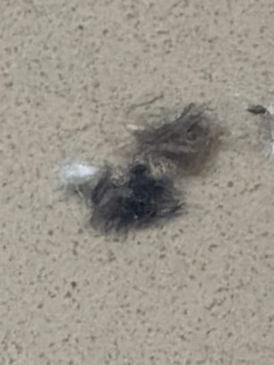 The image displays a close-up, low-resolution view of what appears to be a small, dark, fuzzy object on a textured, light-colored surface. The object is irregular in shape and has a fuzzy or hairy texture. It is predominantly dark gray or black, with some lighter, possibly white or very light gray, elements mixed in or protruding. The surface it rests on is speckled with small, dark dots against a lighter background, resembling concrete, stucco, or a similar granular material. The lighting in the image is somewhat diffuse, and there are no clear shadows that would indicate a specific time of day or strong light source. The focus is on the textured object, with the background being slightly out of focus. Given the limited detail and the nature of the subject, it is difficult to definitively identify the object or its context. It could potentially be an insect, a piece of debris, or a small natural element that has adhered to the surface. The location context of Maloyaroslavets, Russia, does not provide specific visual cues within the image itself. No text is visible in the media file.