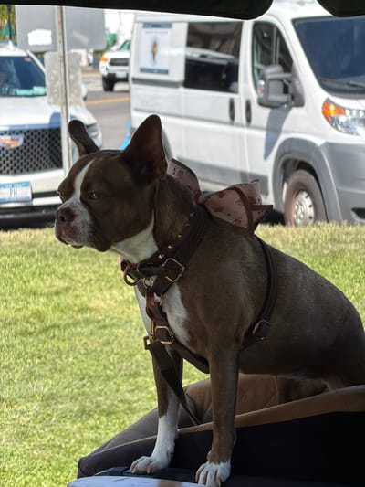 A brown and white Boston Terrier sits in the foreground of an outdoor scene, looking to its left. The dog is wearing a brown collar with gold studs and a matching harness with gold buckles. A brown bow with a floral pattern is attached to the top of its head. The dog is perched on what appears to be a padded seat or dog bed. In the background, a white van is parked to the right, and to the left, a silver vehicle with a black grille is visible. The setting appears to be a street in the Village of Sag Harbor, United States of America, with a grassy area in front of the vehicles. The lighting suggests it is daytime, possibly a sunny day.
