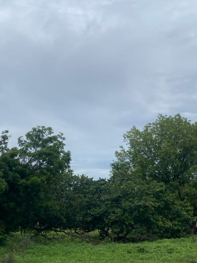The image presents an outdoor, natural scene in Iyare, Nigeria, under an overcast sky. The upper two-thirds of the frame are dominated by a uniform light grey, cloudy sky exhibiting subtle, diffuse cloud patterns. The lower third of the image is composed of dense green foliage. A prominent band of trees spans the mid-ground, featuring varied shades of green, with darker, more shadowed areas indicating depth. Individual tree canopies are visible against the sky on the left and right sides, exhibiting different leaf structures. Faint horizontal lines, consistent with utility wires, are discernible running through the foliage in the mid-right section of the image. The immediate foreground consists of lush, untended green vegetation, comprising a mix of grasses and low-lying plants. No people, animals, or significant artificial structures other than the suspected utility lines are visible within the frame.