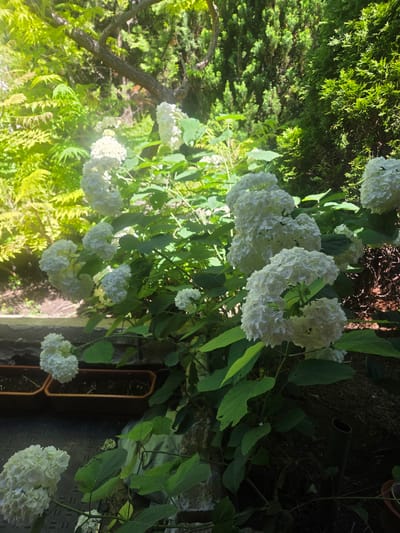 In Sadovo, Bulgaria, a lush garden scene unfolds. The foreground is dominated by a large hydrangea bush with numerous clusters of white flowers, some in full bloom and others still developing. The bush is dense with green foliage, some leaves showing signs of wear. Below the hydrangea, more white flowers are visible, appearing to be from a smaller hydrangea plant or a lower branch.

In the midground, two rectangular planters, likely made of terra cotta, are positioned side-by-side on a dark, textured surface, possibly a paved area. The planters contain dry soil. Behind the planters, a slightly raised area with rough texture, possibly a stone wall or retaining wall, is visible.

The background features a vibrant mix of greenery. To the left, a tree with bright green, finely textured leaves, possibly a Japanese maple, is bathed in sunlight, creating a strong backlight effect. To the right, a dense evergreen hedge, possibly cypress or juniper, forms a dark green backdrop. The overall impression is a well-maintained, naturalistic garden area, likely a residential backyard or a public park space. The lighting suggests it is daytime, with strong sunlight filtering through the trees, creating highlights and shadows. No people are present in the image.