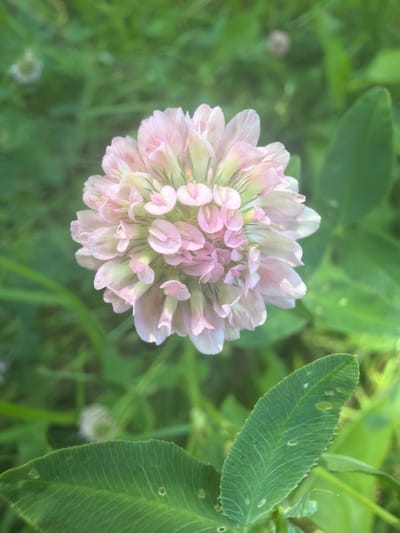 A close-up, slightly out-of-focus shot captures a pale pink and white clover flower in a natural, outdoor setting. The flower's head is composed of numerous small, delicate petals arranged in a rounded cluster. Some petals are a soft pink, fading to white at the tips, while others are predominantly white with subtle pink undertones. The bloom is surrounded by blurry green foliage, suggesting a meadow or garden environment. To the right of the flower, a large, serrated green leaf is visible, also slightly out of focus. The overall lighting is soft, indicating it may be daytime, possibly morning or late afternoon, with diffused sunlight. The shallow depth of field blurs the background, drawing attention to the central flower. There are no visible people, text, or specific event depicted. The location context of Vidnoye, Russia, suggests a temperate climate.