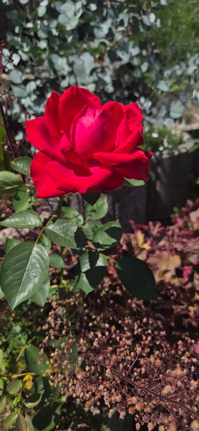 This media file captures a close-up view of a vibrant red rose in bloom, set against a backdrop of foliage and some dried flower clusters. The rose, the primary subject, is in the left half of the frame, with its petals unfurling to reveal a deep, rich red color. The texture of the petals appears soft and velvety, with gentle folds and curves catching the sunlight.
Surrounding the rose are several dark green leaves, some of which are partially shaded, creating a play of light and shadow. To the right of the rose, a cluster of small, dried flowers in hues of brown and pink adds texture and visual interest to the scene. The background is a blur of green and grayish-green foliage, suggesting a garden setting. The lighting indicates it is daytime, with the sun casting distinct shadows on the leaves.
The image is taken from a slightly elevated angle, looking down at the rose. There is no visible text within the frame. The overall impression is one of natural beauty and the quiet elegance of a garden in bloom. The implied location context is Manderbach, Germany. The focus on the rose and its surroundings evokes a sense of calm and appreciation for nature.