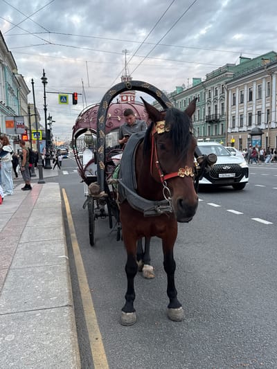 The image depicts a horse-drawn carriage on a city street in Saint Petersburg, Russia. The horse, a brown mare with a black mane and tail, is adorned with decorative gold and red bridle accents and is harnessed to a burgundy and black carriage. A man, likely the driver, is seated in the carriage, looking at his phone. The carriage is positioned on the right side of the street, partially obscuring a white Chery SUV driving in the background.
The street appears to be a main thoroughfare, with multiple lanes of traffic and pedestrian sidewalks. Buildings line the left side of the street, displaying classic St. Petersburg architecture with ornate facades. Pedestrians are visible on the sidewalk and crossing the street. Traffic lights and street lamps are also present. The sky is overcast, suggesting a cloudy or evening setting. The overall scene captures a moment of urban activity in St. Petersburg, where traditional horse-drawn carriages coexist with modern vehicles.