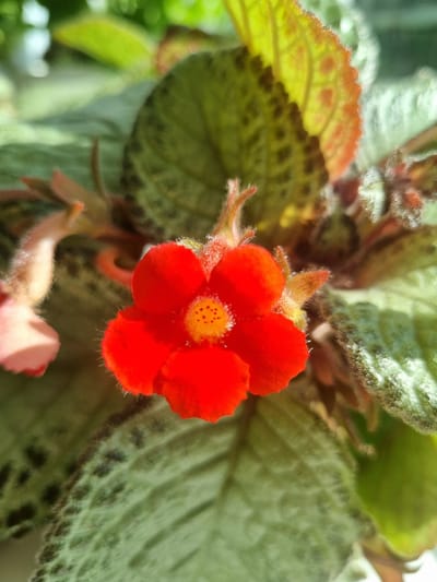 A close-up shot showcases a vibrant red flower with five petals and a yellow center, surrounded by fuzzy green leaves with dark markings. The flower and leaves appear to belong to a flowering plant, with some of the leaves showing an orange tint along the edges. The lighting suggests the image was taken outdoors or near a window, as evidenced by the bright light on the left side of the frame. The image provides no indication of the location being in Kemul, Russia.