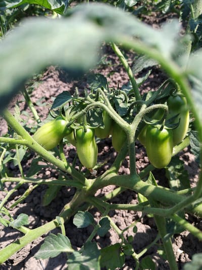 A cluster of unripe, elongated green tomatoes hangs from a thick, fuzzy green stem. The tomatoes are clustered together, with some slightly overlapping. They are all a vibrant green color, with subtle variations in shade. The background consists of dark, dry soil, with hints of green leaves and other parts of the tomato plant. The lighting suggests it is daytime, with sunlight casting shadows. The scene appears to be in an outdoor garden or farm setting. There is no visible text in the image.