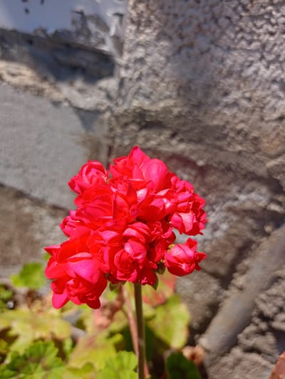 The image presents a close-up view of a vibrant cluster of red flowers, likely geraniums, prominently positioned in the center of the frame. The flowers are in full bloom, featuring numerous small, tightly packed petals in various shades of crimson and fuchsia, catching the bright sunlight which creates luminous highlights on their surfaces.
The background consists of a textured wall, appearing to be made of rough, light grey to brownish stone or concrete, rendered softly out of focus. This blurred background provides a subtle contrast to the sharp details of the flowers. Below the main floral cluster, out-of-focus green foliage is visible, suggesting the plant is growing in a garden bed or container.
The scene is bathed in direct, strong sunlight, indicating a clear, sunny day, likely during the morning or afternoon. No people are visible, and no specific activity is taking place; the image is a still life focusing on the natural beauty of the blossoms. There is no visible text within the image. The setting is an outdoor environment, possibly a garden or courtyard, in Koghb, Armenia.