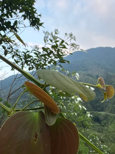 The image presents a close-up view of lush natural vegetation, set against a mountainous landscape and a partially cloudy sky. The main subject is a climbing plant or vine in the immediate foreground, filling a significant portion of the frame. Its thick, sturdy stem runs diagonally across the image. Several leaves are visible; some are young and appear light green or reddish-brown with prominent veins, while others are larger, darker green or brownish-maroon, also displaying distinct venation. One leaf in particular has a noticeable small hole in its center. Tendrils or new shoots are also emerging from the plant.
In the midground and background, the scene transitions to a densely forested mountain range, characterized by rich green foliage. Beyond the mountains, a pale blue sky with scattered white clouds is visible. The overall lighting suggests daytime, with soft, diffused natural light illuminating the scene, implying either morning or late afternoon. The sky is partly cloudy, indicating fair weather. The image has a shallow depth of field, with the foreground plant sharply in focus and the background elements gently blurred, emphasizing the botanical details. The image appears to be rotated, giving the impression of an upward or side-on perspective of the plant. No human subjects or discernible activities are taking place, and there is no visible text in the image. The natural setting, with its dense vegetation and mountainous backdrop, is consistent with the provided location context of Nậm Dịch Commune, Vietnam.