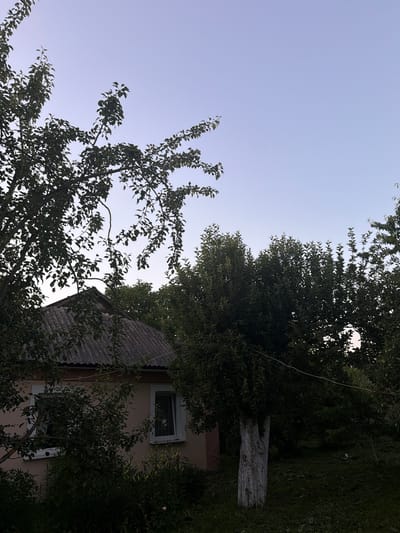 The image shows a rural scene in Novosilka, Ukraine. The perspective is from below, looking upwards through trees towards a light-colored building with a corrugated roof. The building has two windows, one of which is open. Lush green foliage from trees frames the scene, with branches and leaves dominating the foreground and midground. A portion of a light-colored, rough-textured tree trunk is visible amongst the leaves. The sky is a pale blue, suggesting it is either early morning or late afternoon. The overall impression is one of a peaceful, natural setting surrounding a dwelling. No people are visible in the frame, and no text is present.