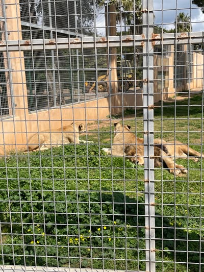 This image presents an outdoor animal enclosure, specifically located in Sant Llorenç des Cardassar, Spain. The foreground is dominated by a grey metal mesh fence, characterized by square grids and exhibiting visible rust on its horizontal bars and vertical posts. Within the enclosure, three lions are observed resting on green grass. On the left side, one light-colored lioness lies prone, facing towards the right. In the center-right, a second lion, displaying a developing mane, lies on its side, facing left. A third light-colored lioness is seated on the far right, partially obscured by the fence, also facing left. The ground cover inside the enclosure consists primarily of green grass, with patches of darker green leafy vegetation interspersed with small yellow flowers in the lower left quadrant. Behind the resting lions, the enclosure perimeter includes structures with light brown/tan walls and additional mesh paneling. A yellow construction vehicle is partially visible through the mesh in the mid-background. Palm trees and a partially cloudy sky are visible above the enclosure structures.