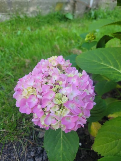 A close-up shot focuses on a vibrant cluster of pink and light green hydrangeas. The flower head is rounded and appears full, with individual florets showing delicate details. Behind the hydrangea, lush green leaves provide a natural backdrop, some showing hints of yellowing, suggesting the transition of seasons. The lower portion of the image reveals a mix of green grass and dark soil, with a blurred grey border on the left edge, possibly a pathway or edging stone. The lighting suggests it is daytime, likely overcast or diffused sunlight, as there are no harsh shadows. The scene appears to be an outdoor garden setting in Belaazyorsk, Belarus, capturing the beauty of the flowering plant in its natural environment. No text is visible in the image.