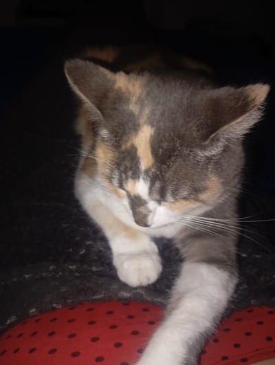 A calico cat with closed eyes is the primary focus. It is resting on what appears to be a dark, textured surface. The cat's fur displays a mix of gray, tan, and white. Its paws are white, and one leg is extended downward. A section of red fabric with black polka dots is visible at the bottom of the frame, partly obscured by the cat's paw. The overall lighting is dim, with the background fading into shadow.