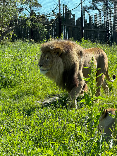 This forensic image captures a male lion walking through a grassy enclosure under direct sunlight in Kristiansand, Norway. The lion, positioned prominently in the mid-ground, faces left with its head slightly turned towards the upper left, its mouth slightly open with a visible tongue. It has a full, dark brown to black mane, and a golden-brown body, exhibiting visible muscle definition in its flanks. Its tail, tipped with a dark tuft, is visible extending to the lower right.
In the bottom right corner, partially obscured by tall green foliage, is the head and upper back of a lioness, facing right and looking down, suggesting a low posture or resting. The ground is covered extensively with vibrant green, ankle-to-knee-high grass and scattered smaller green plants, with some dark rocks or logs partially visible beneath the male lion.
The background features a dark wooden fence composed of vertical slats, topped by an additional section of chain-link fencing. Behind this, another layer of chain-link fence is visible against a clear, bright blue sky. Sparse trees with some light green foliage and visible branches are present beyond the fences, primarily on the left and center-right of the background. The strong sunlight casts distinct shadows and highlights across the grass and animals. No human subjects are visible in the frame.