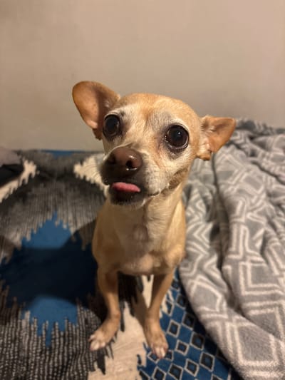 A tan chihuahua lies on a blue and gray patterned bedspread, its tongue slightly protruding. The dog's large, dark eyes look up at the camera. A gray and white patterned blanket is draped behind the dog. A neutral-colored wall is visible in the background. There is no indication of the location being San Juan Cuautlancingo, Mexico.