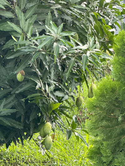 The image depicts a cluster of mangoes on a tree, with lush green foliage surrounding them. The mangoes are mostly green, with some showing hints of ripening. The leaves of the mango tree are broad and elongated, characteristic of the species. In the background, a feathery evergreen tree adds a contrasting texture and color to the scene. The overall setting is natural and suggests an outdoor environment, likely in a tropical or subtropical region. The lighting appears to be natural daylight, possibly midday or afternoon, given the brightness and the shadows cast by the leaves. There are no people or visible text in the image. The scene is serene, evoking a sense of abundance and natural growth. The location context provided is Amansee, Nigeria, which aligns with the presence of mango trees and the lush vegetation. The image is oriented vertically, with the canopy of the mango tree dominating the frame, and a glimpse of an evergreen tree in the upper portion.