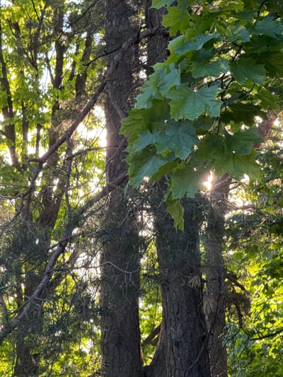 The image depicts a view looking up into the canopy of trees in Valdlauči, Latvia. Sunlight filters through the leaves and branches. The foliage includes maple leaves on the left side of the frame and pine needles on the right. The tree trunks appear to be mature with rough bark.
