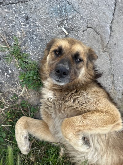 The image shows a medium-sized, tan-colored dog lying on its back on the ground. The dog has dark fur around its eyes and nose, and lighter fur on its body and legs. Its eyes are dark brown and appear to be looking at the camera. One of its paws is raised, bent at the wrist.

The dog is lying on a surface that appears to be a mix of cracked asphalt and dry grass with some green weeds. The cracked asphalt suggests an outdoor, possibly urban or semi-urban environment, consistent with the provided location context of Sîngera, Moldova. The lighting suggests it is daytime, possibly late morning or afternoon, with the sun casting shadows. The dog's relaxed posture and the way it is lying on its back might indicate it is comfortable and possibly seeking attention or a belly rub. There is no visible text in the image.