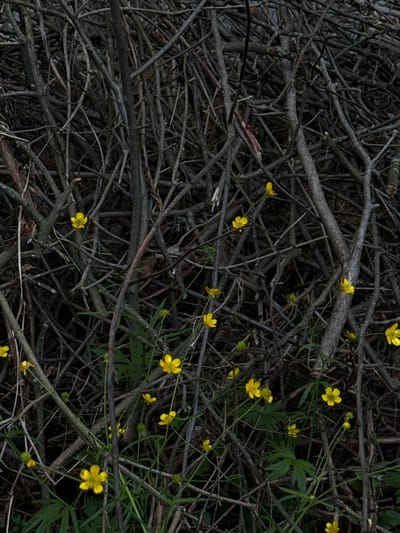 This media file showcases a close-up, detailed view of a dense thicket of dark, bare branches and twigs, likely from a deciduous shrub or tree in winter or early spring. Interspersed among the dry wood are several small, bright yellow buttercup flowers, each with delicate petals. Some of these flowers are in full bloom, while others appear to be buds or have recently opened. A few green leaves are also visible, hinting at the awakening of vegetation. The background is a chaotic tangle of branches, creating a sense of depth and texture. The lighting suggests it might be daytime, but the overall mood is somber and earthy due to the dominance of dark tones and the stark contrast with the vibrant yellow of the flowers. The setting appears to be a natural, outdoor environment, possibly a forest floor or undergrowth, in Ovsyanka, Russia, as indicated by the location context. No people, text, or specific events are depicted; the focus is purely on the natural elements and their textures.