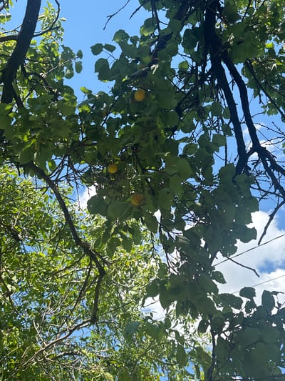This media file depicts an outdoor scene looking up through the branches of a tree laden with green leaves and a few ripe fruits. The fruits appear to be apricots, with a distinct yellow-orange hue. The branches are dark and gnarled, suggesting a mature tree. The foliage is dense in some areas, creating a dappled effect with sunlight filtering through.
The background is a bright blue sky with scattered white clouds, indicating a clear, sunny day. The lighting suggests it is daytime, likely late morning or afternoon, due to the bright sunlight casting shadows and highlighting the leaves.
The setting appears to be natural, possibly a garden or orchard, given the presence of fruit-bearing trees. The location context of Supsekh, Russia, places this scene in a region known for its fruit cultivation, particularly apricots. There is no activity or event taking place, as the image is a still shot focused on the natural elements. No people or text are visible in the image. The overall mood conveyed is one of natural abundance and pleasant weather.