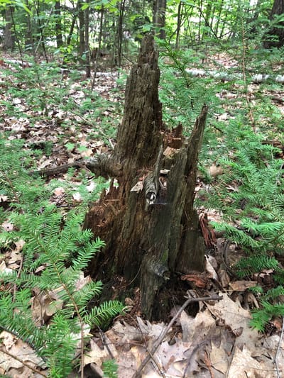 This media file depicts a scene in a forest, likely in Barrie, Canada. The central subject is a decaying tree stump, weathered and rough, with two pointed, splintered sections rising vertically. The stump is surrounded by lush green conifer branches, their needles fine and dense. On the forest floor, fallen dry leaves, primarily oak, create a natural carpet.

The lighting suggests it is daytime, with diffused light indicating overcast skies or a shaded area within the forest. The environment is natural and serene, with no visible signs of human activity or any text. The overall impression is one of a quiet, natural forest setting, showcasing the cycle of decay and new growth.