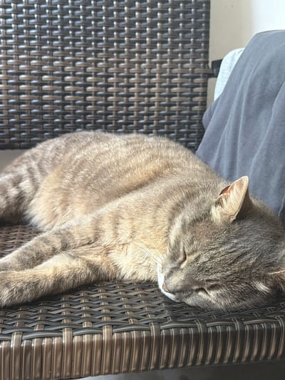 A tabby cat is sleeping on a brown woven chair. The cat is curled up, with its eyes closed and its head resting on its paws. The chair is on a balcony, with a gray blanket draped over the back. The background is blurred, but it appears to be an outdoor setting. The image is taken from a slightly high angle, looking down at the cat.