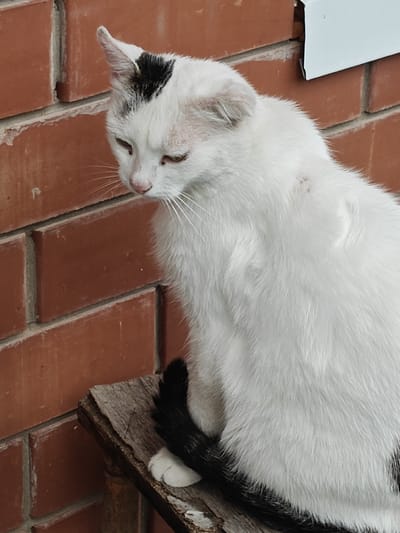 A medium shot captures a white cat with black markings sitting on a weathered wooden plank in front of a red brick wall. The cat, positioned in the center right of the frame, has a black patch on its head and a black tail. Its eyes are downcast, and its gaze is directed towards the left. The brick wall, rendered in earthy tones of orange and brown, occupies the background. A white metal object is partially visible in the upper right corner of the image, suggesting an architectural element. The lighting is soft, casting gentle shadows. The scene appears to be outdoors. The cat is the sole subject of the image. There are no people present, and no interactions are depicted. The environment is urban, as indicated by the brick wall and architectural element. The location is specified as Podstepki, Russia.