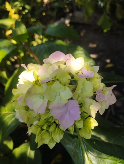 The image shows a close-up of a cluster of hydrangeas in a garden setting. The flowers are a mix of pale green and light pink, with some petals catching the sunlight and appearing almost white. The blossoms are densely packed, forming a round, full head. Surrounding the flowers are large, glossy green hydrangea leaves, some of which are dappled with sunlight. The background is out of focus, showing dark shadows and blurred green foliage, suggesting an outdoor environment. The lighting indicates it is daytime, likely morning or late afternoon, given the warm, directional light and the presence of strong shadows. There are no people or text visible in the image. The overall impression is one of natural beauty and tranquility, characteristic of a garden in bloom.